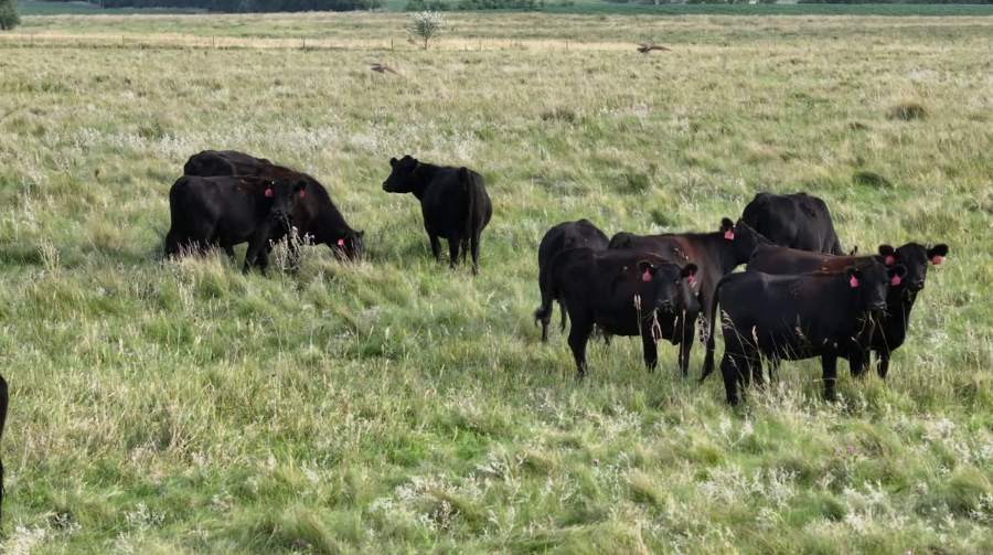 NEED to ship! 1100LB April to mid May calving 3 year old’s!- BC1024A5